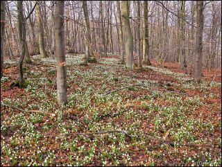 2 Bestand des Maerzenbechers im NSG
